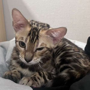 Meet your Posher, Ivy